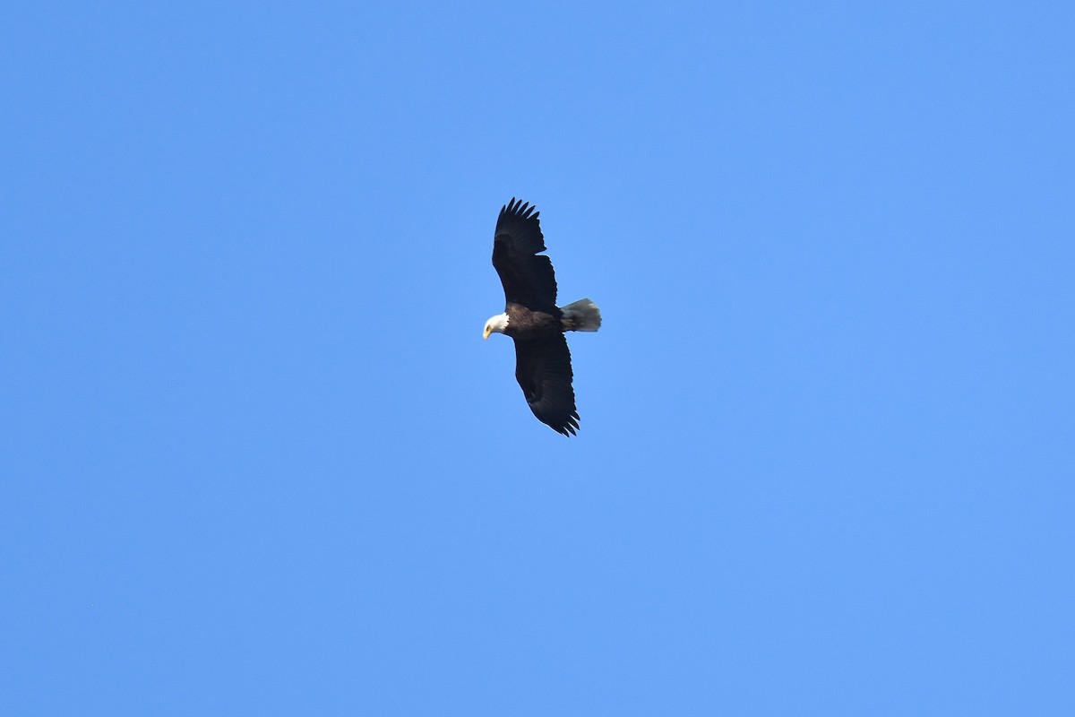 Bald Eagle - ML214553361