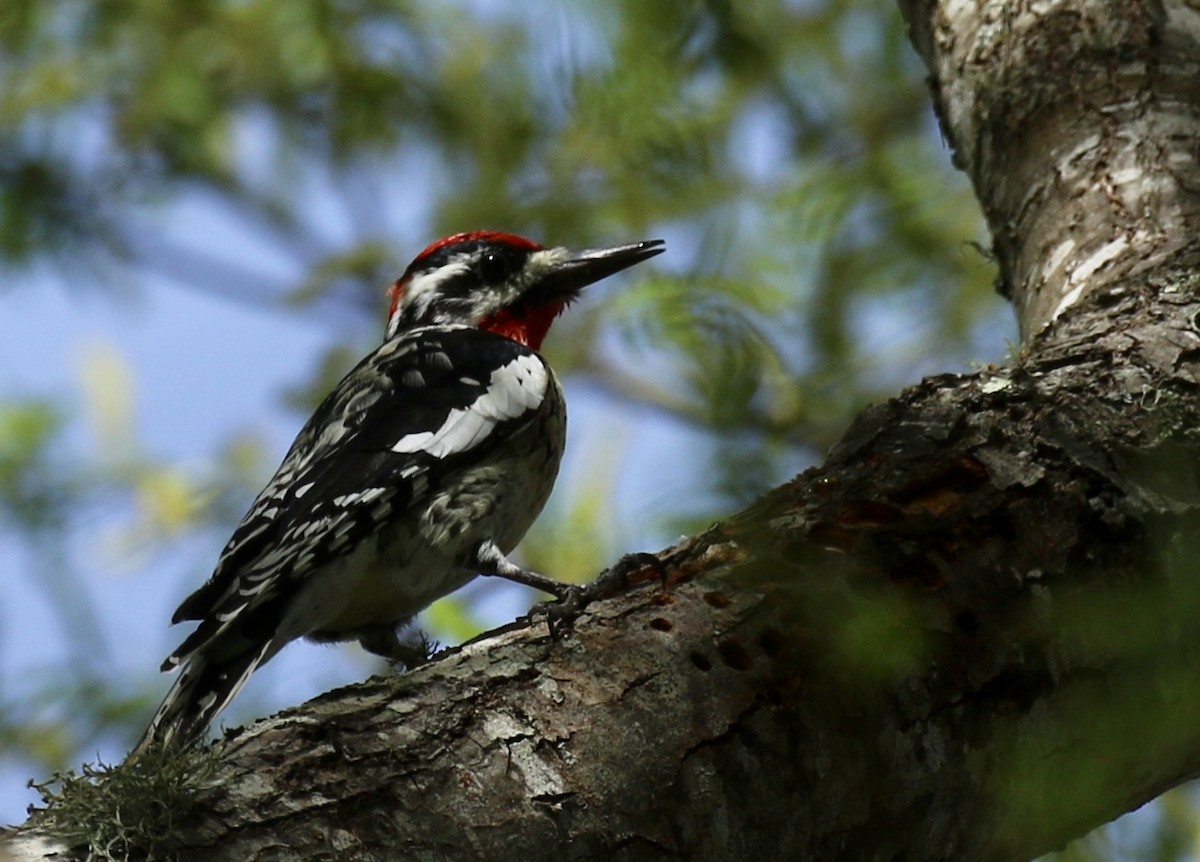 Red-naped Sapsucker - Brook OConnor