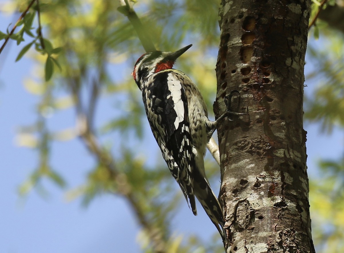 Red-naped Sapsucker - ML214554091