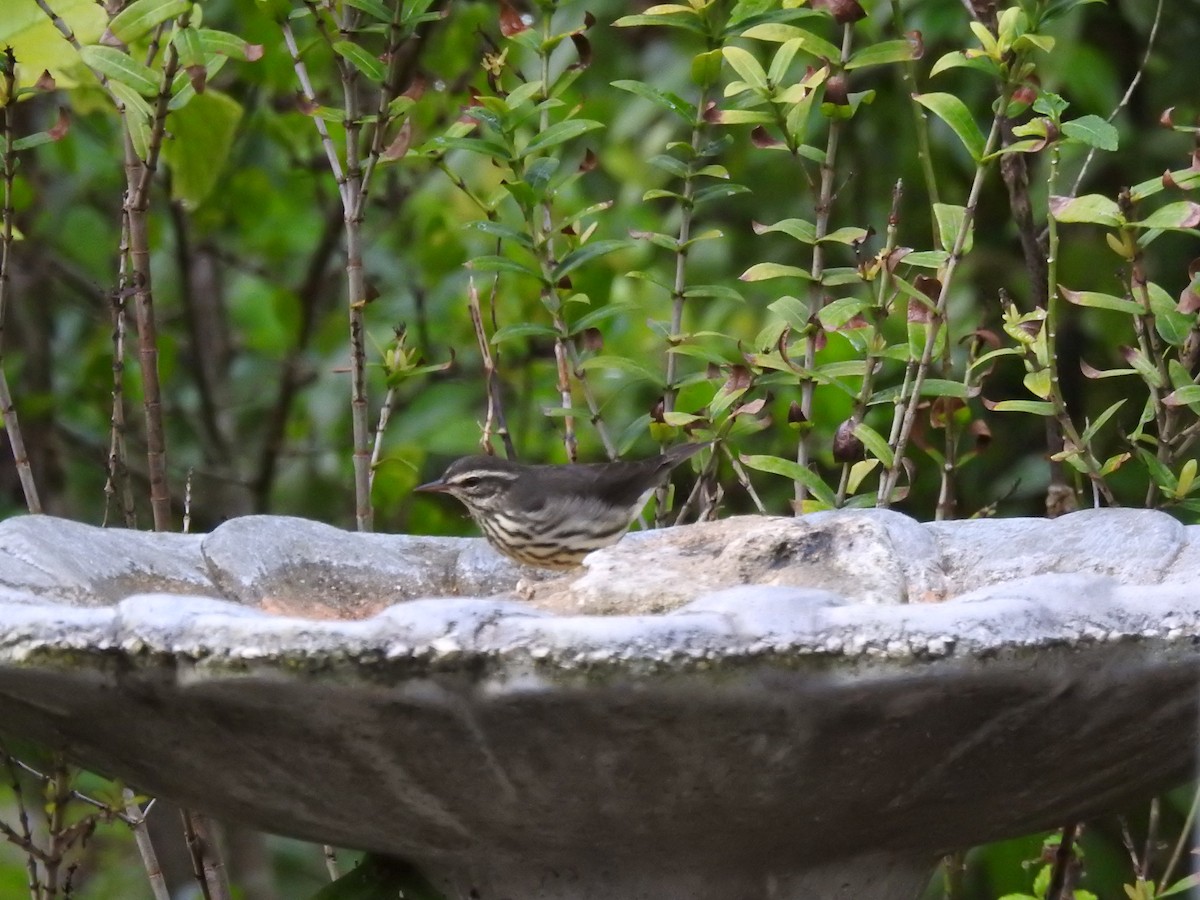 Northern Waterthrush - ML214554441