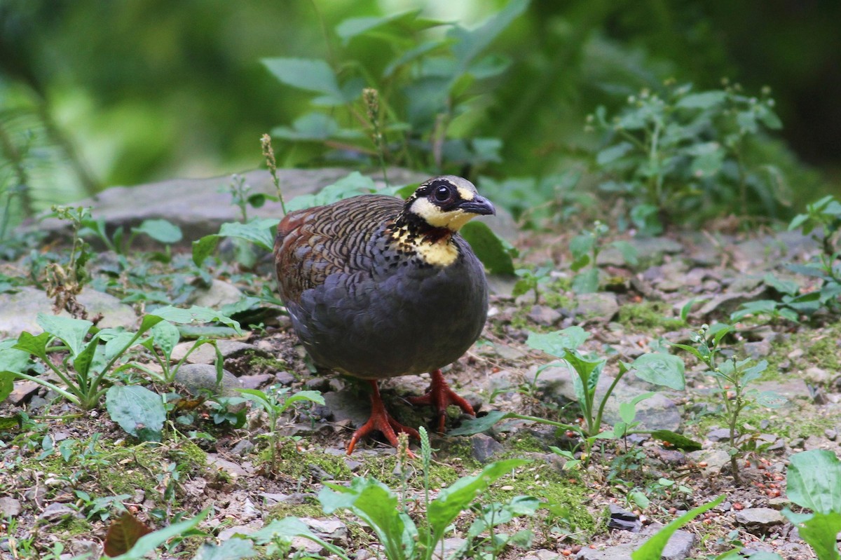 Taiwan Partridge - ML21455531