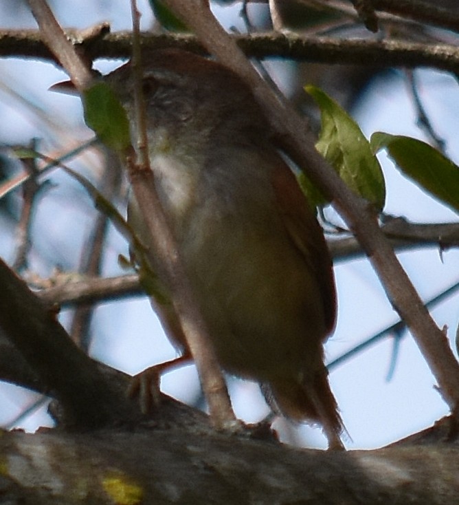 Sooty-fronted Spinetail - ML214555851