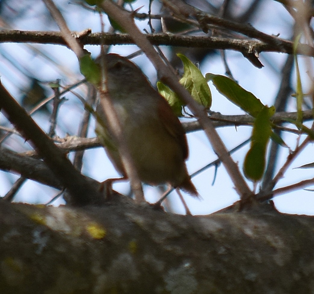 Sooty-fronted Spinetail - ML214555871