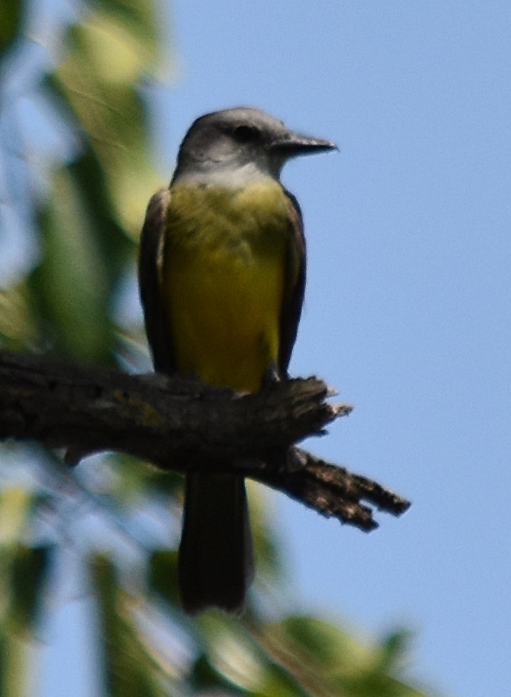 Tropical Kingbird - ML214556281