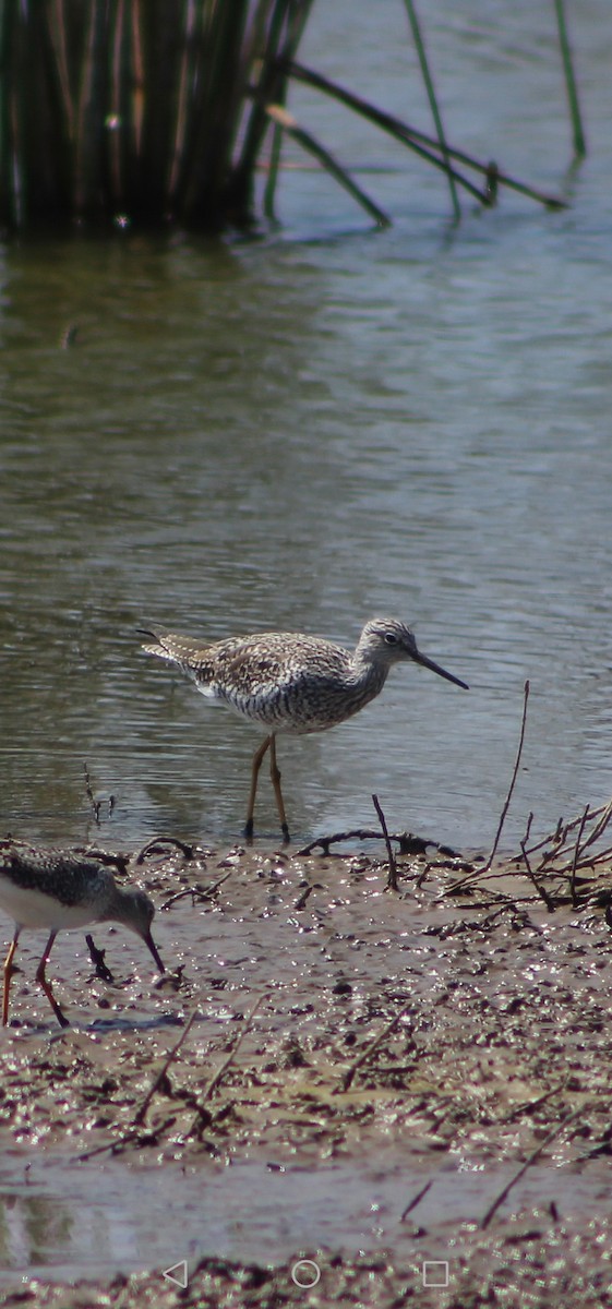 Greater Yellowlegs - Camilo Poblete Bustos