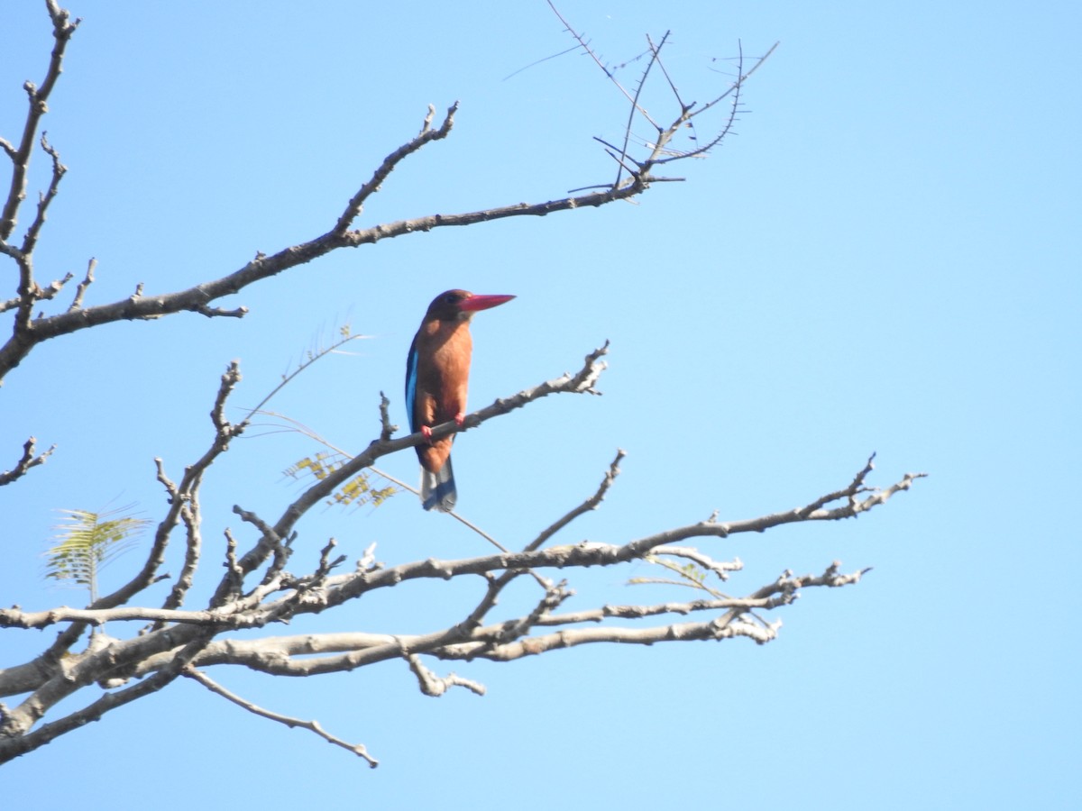 Brown-breasted Kingfisher - Pauline Carmel Eje