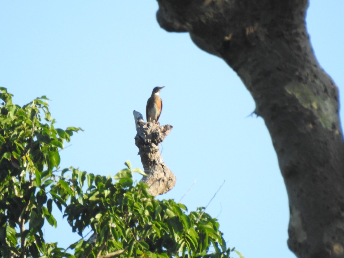 Eyebrowed Thrush - ML214559921