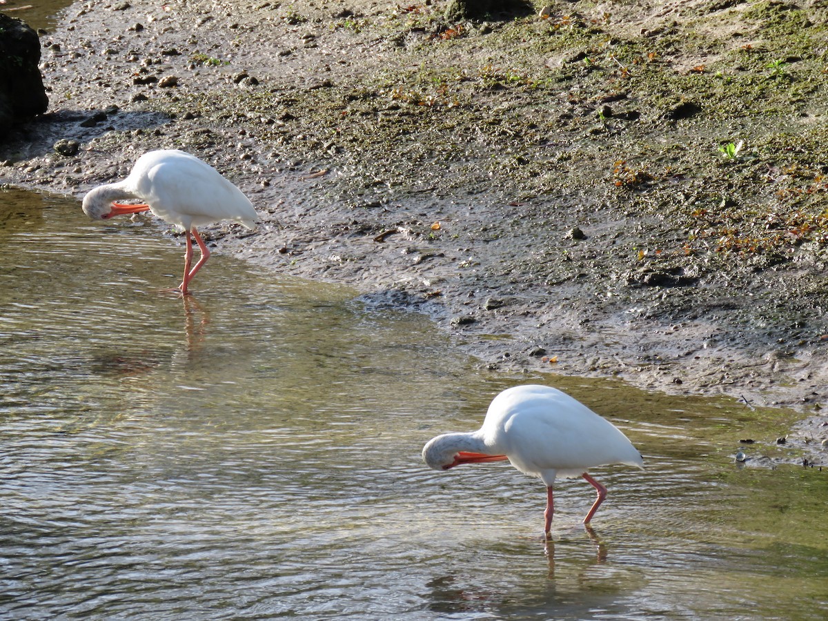 White Ibis - ML214560341