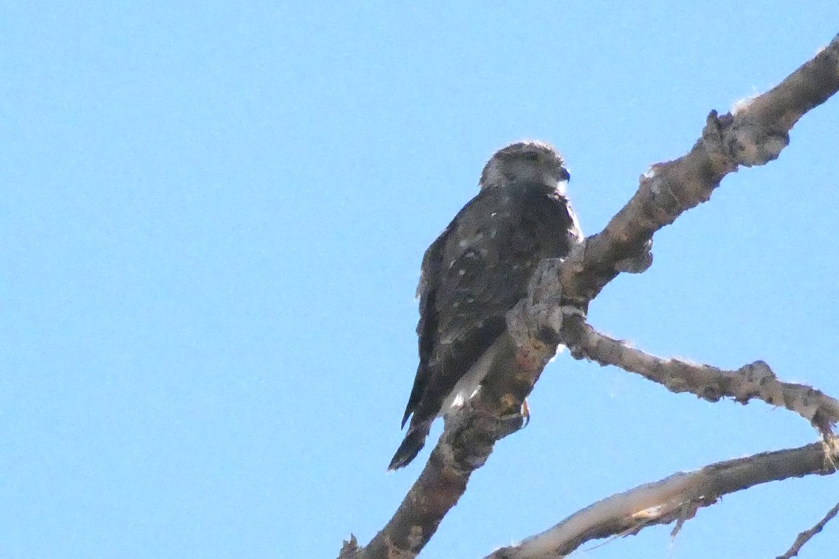 Merlin - ML214560711