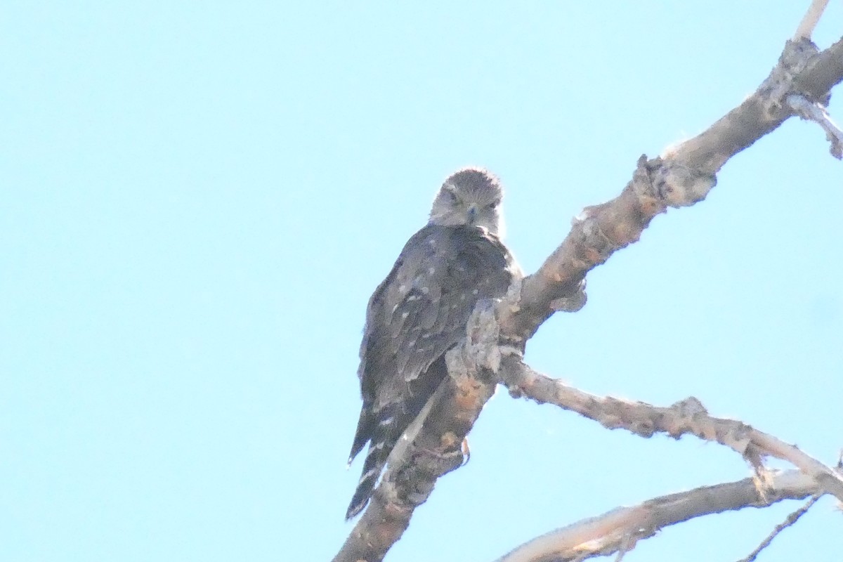 Merlin - ML214560721