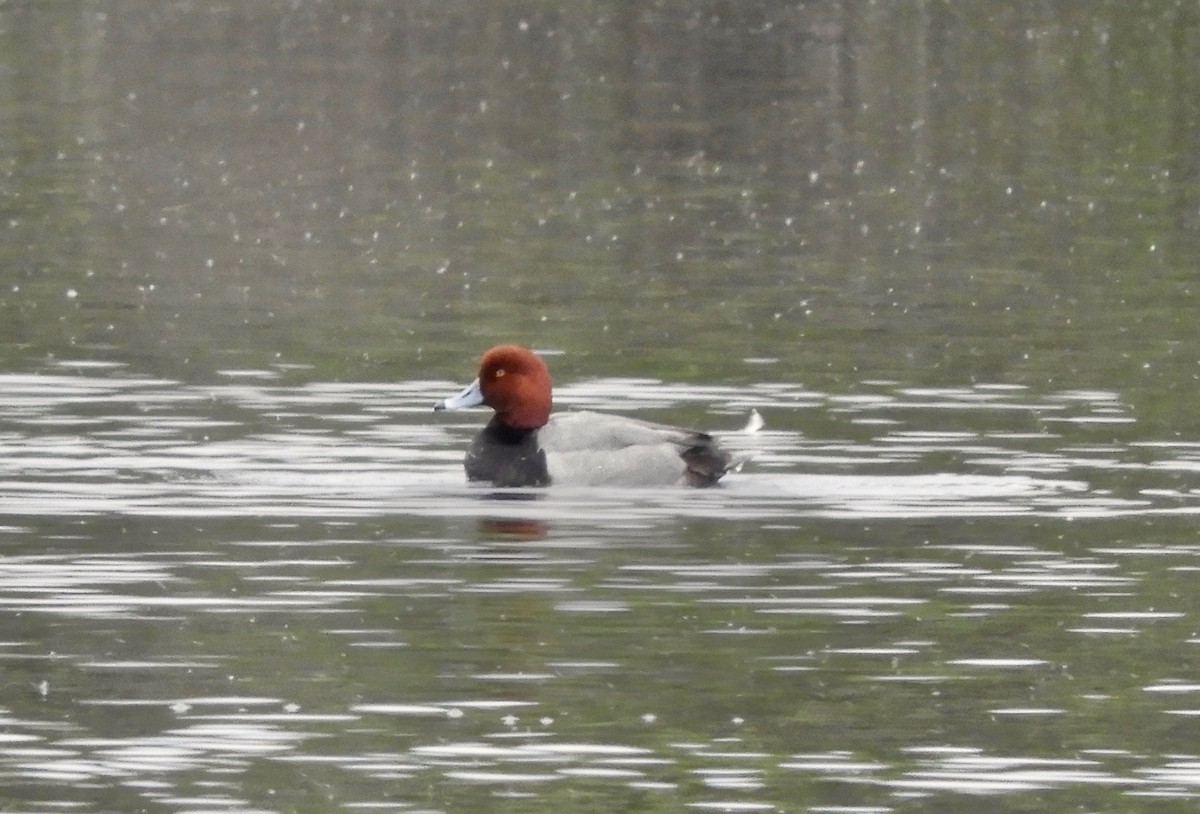 Redhead - Sangeet  Khalsa