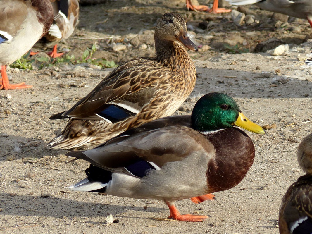 Mallard - Pete Wolf