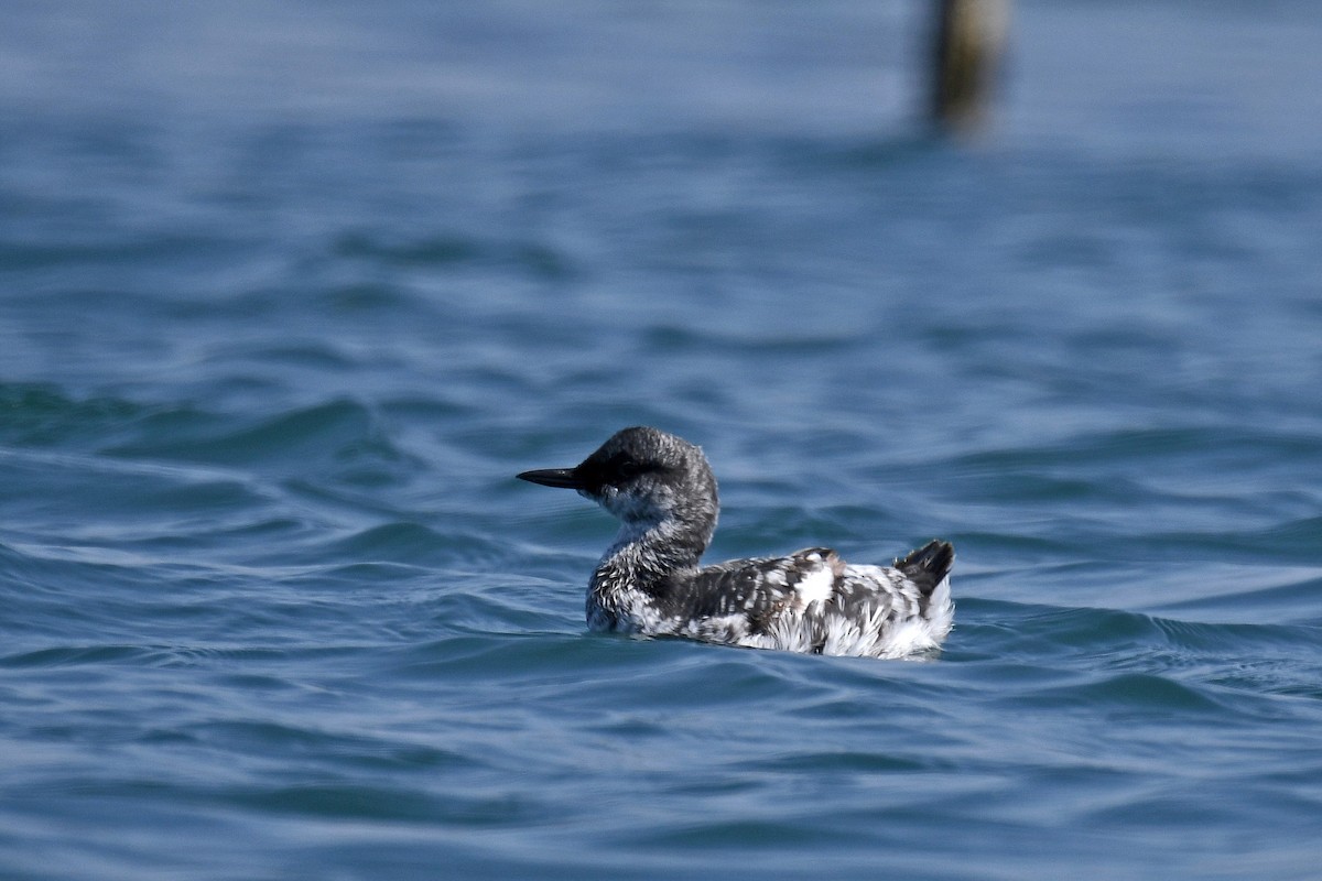 Pigeon Guillemot - ML214563341