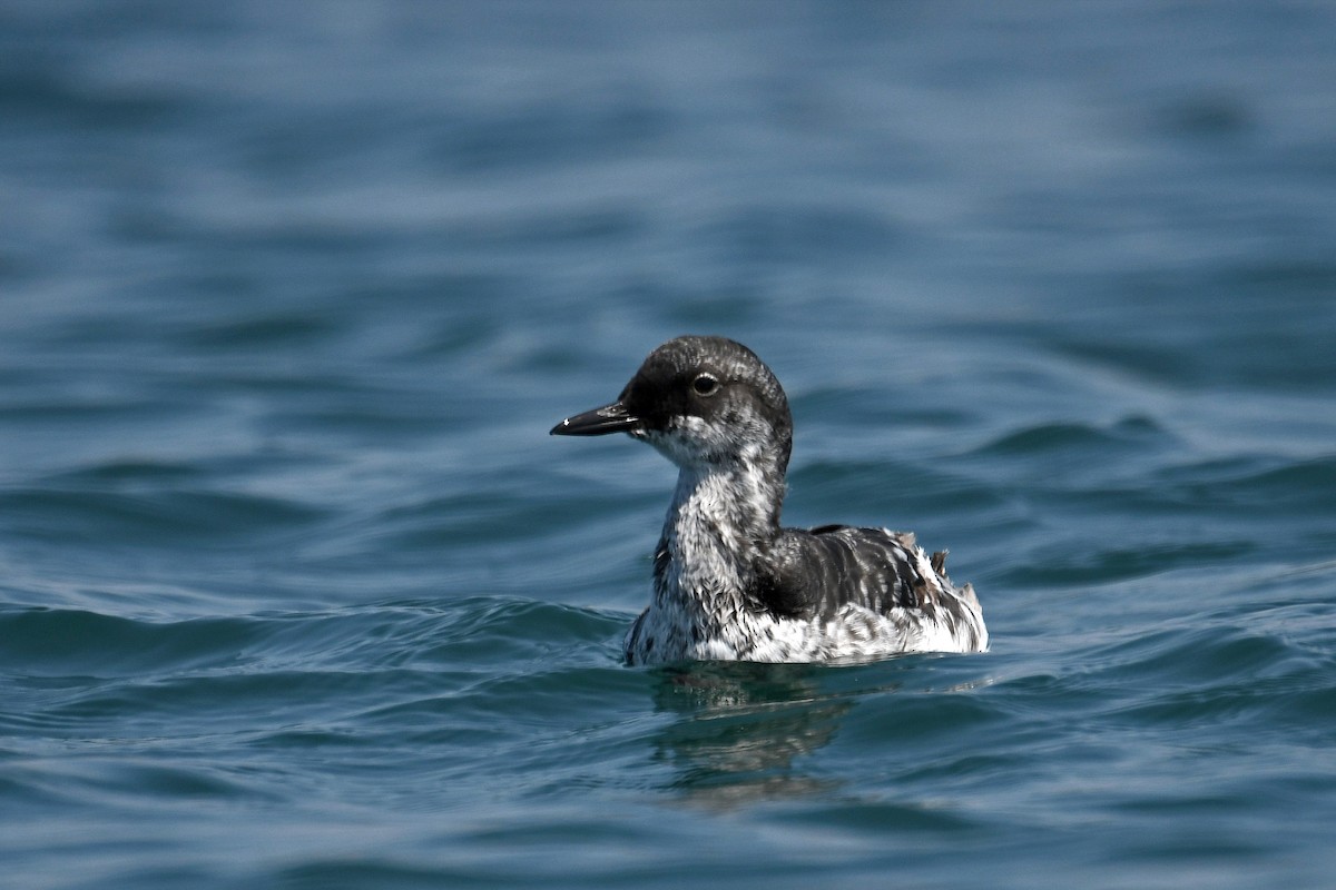 Pigeon Guillemot - Brian Henderson