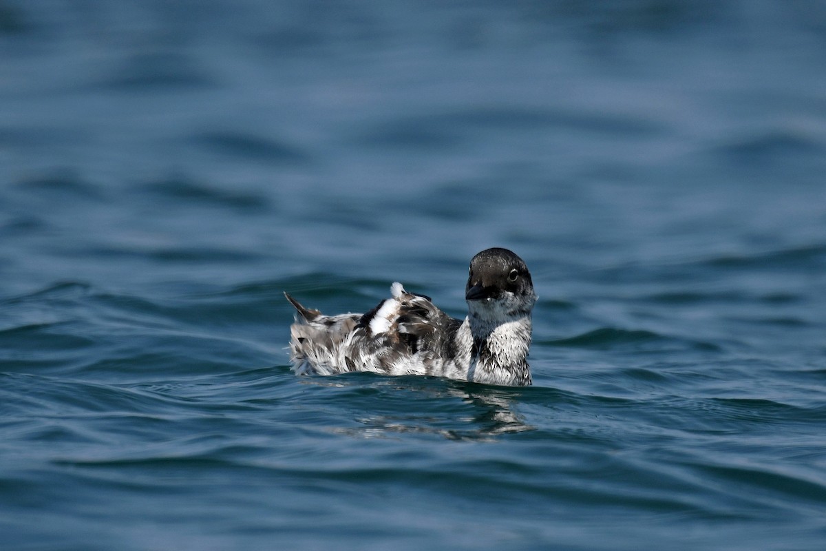 Pigeon Guillemot - ML214563441