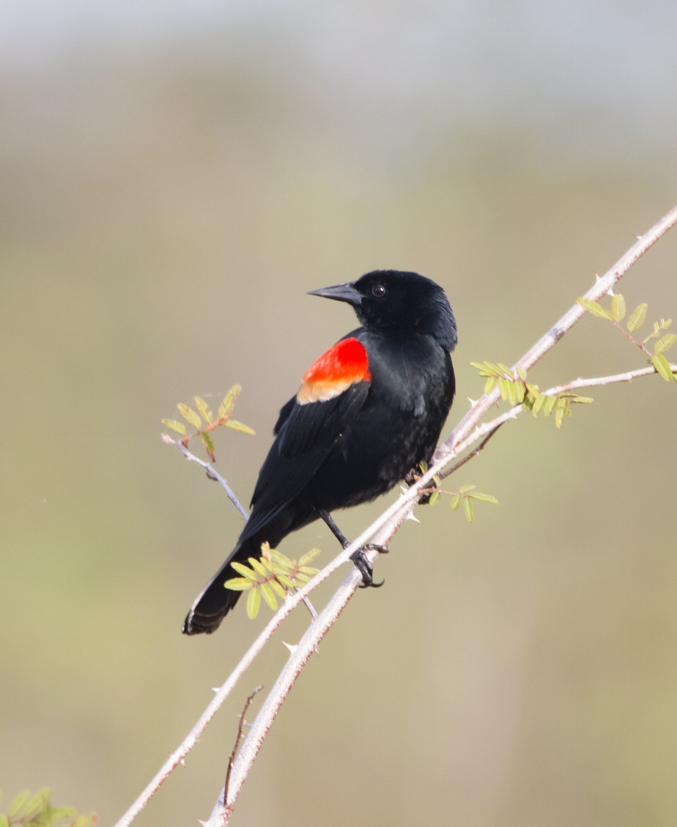 Red-winged Blackbird - ML214565621