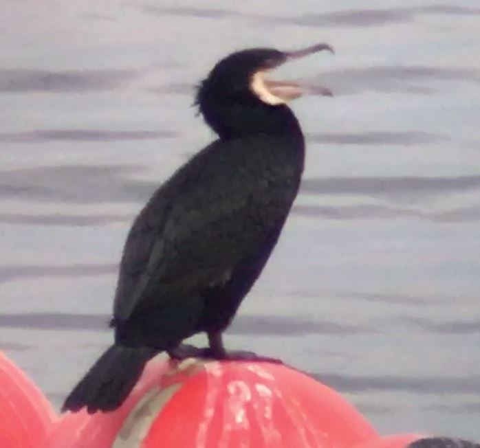 Great Cormorant - Mark McShane