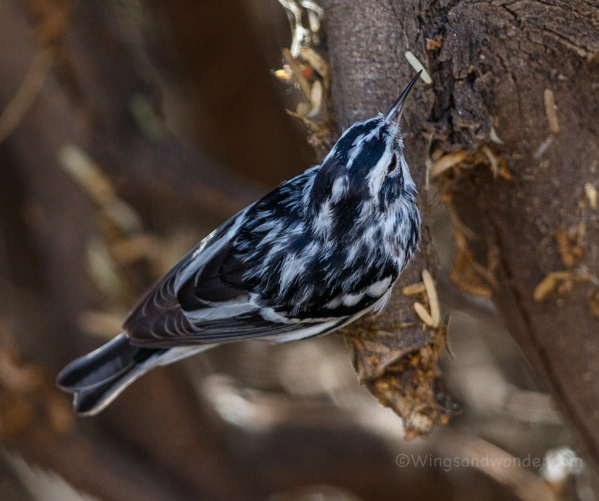 Black-and-white Warbler - ML214569301