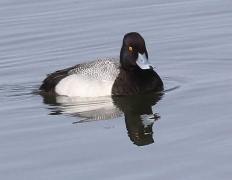 Lesser Scaup - ML214570261