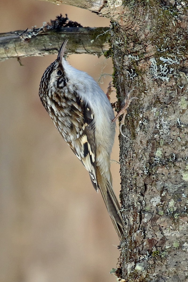 Brown Creeper - Lori Charron