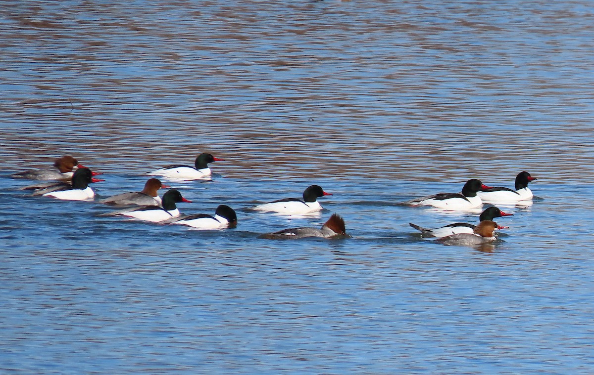 Common Merganser - Heidi Eaton