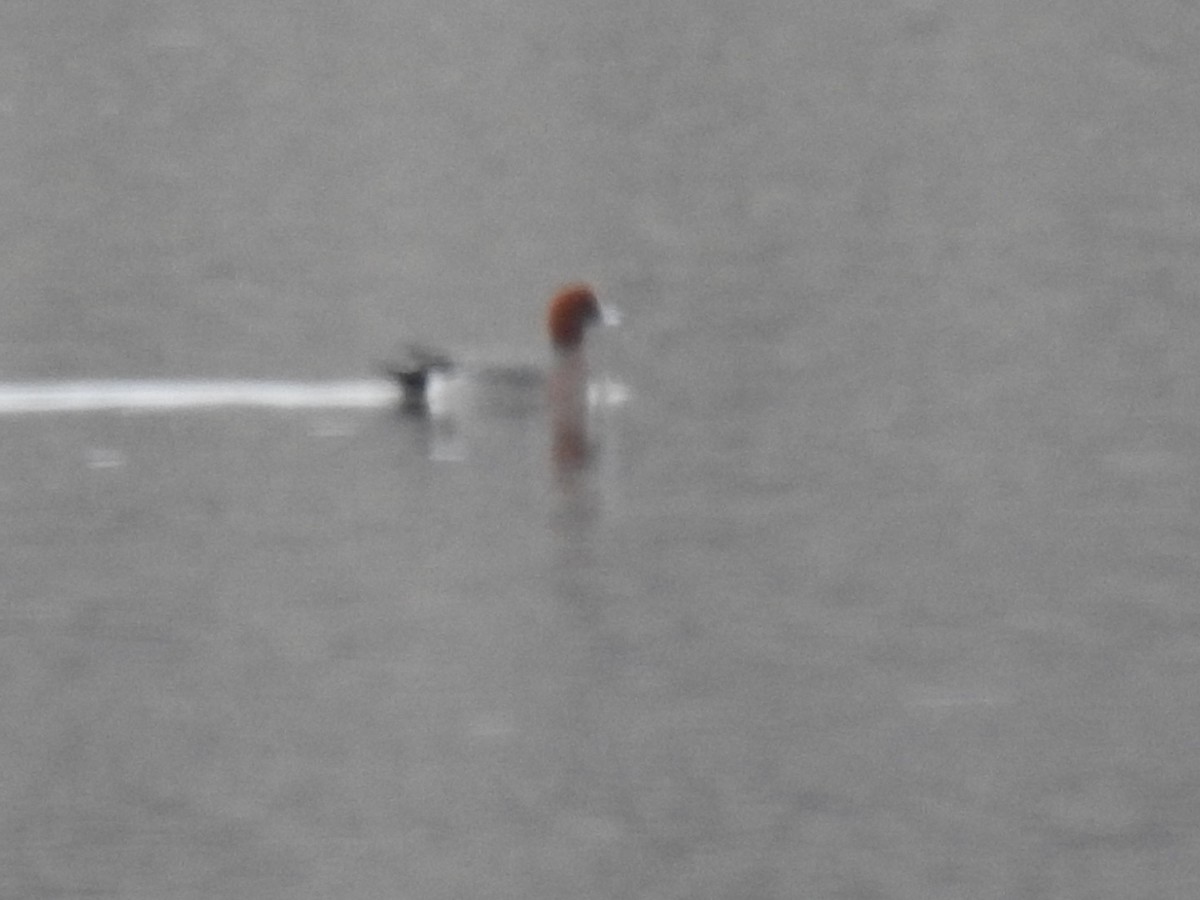 Canard siffleur - ML214574141