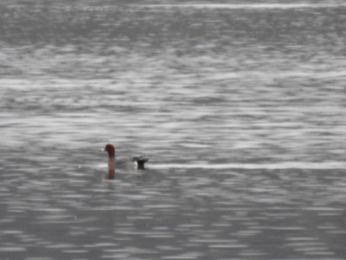 Canard siffleur - ML214574151