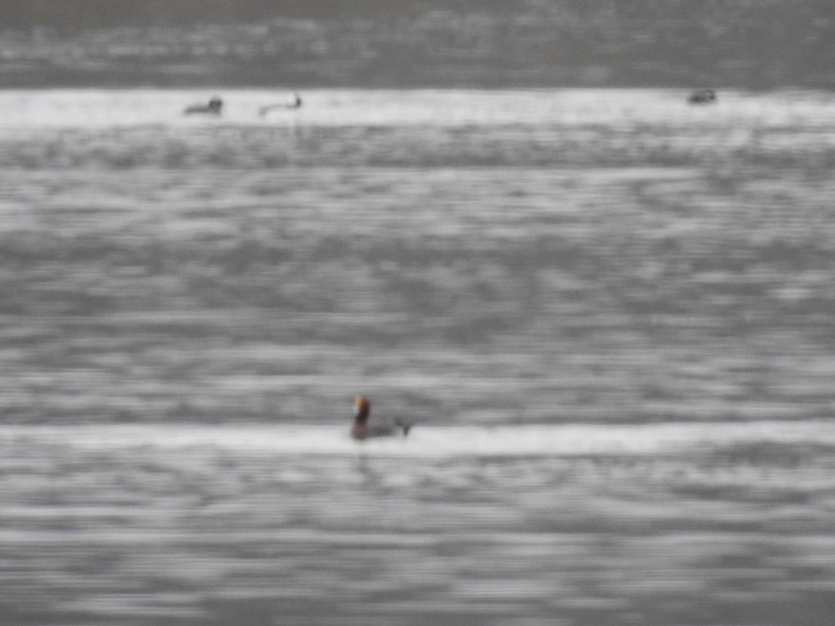 Canard siffleur - ML214574161