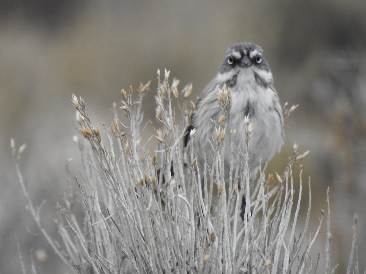 Sagebrush Sparrow - ML214575481