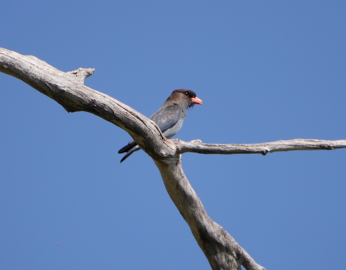 Dollarbird - ML21457681