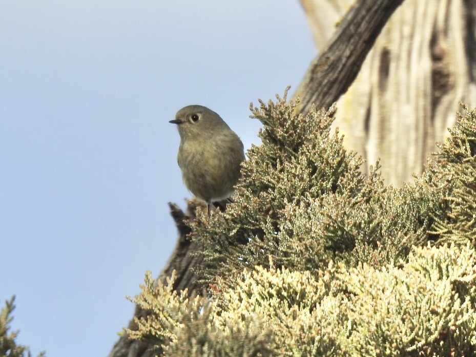 Ruby-crowned Kinglet - Kent Kleman