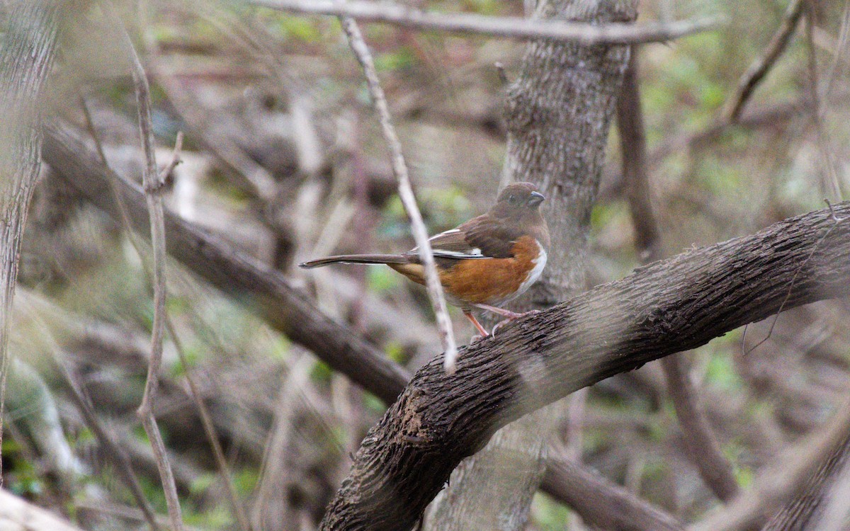 Eastern Towhee - ML214577861