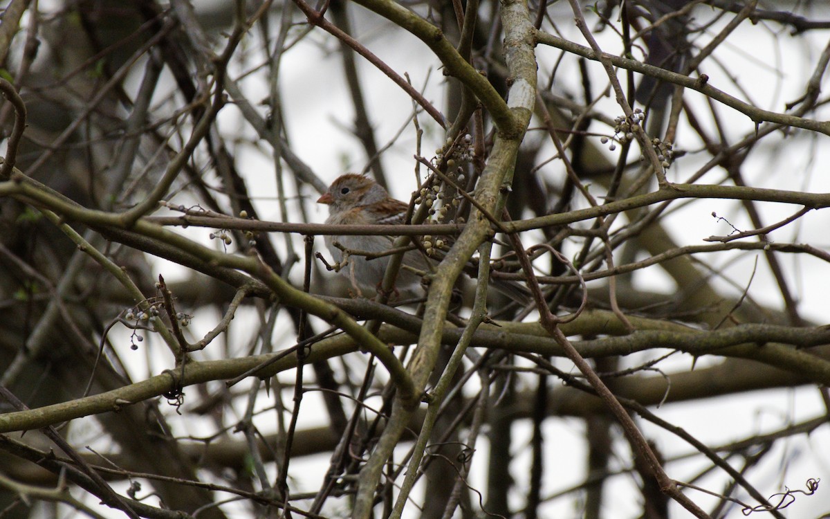 Field Sparrow - ML214577901