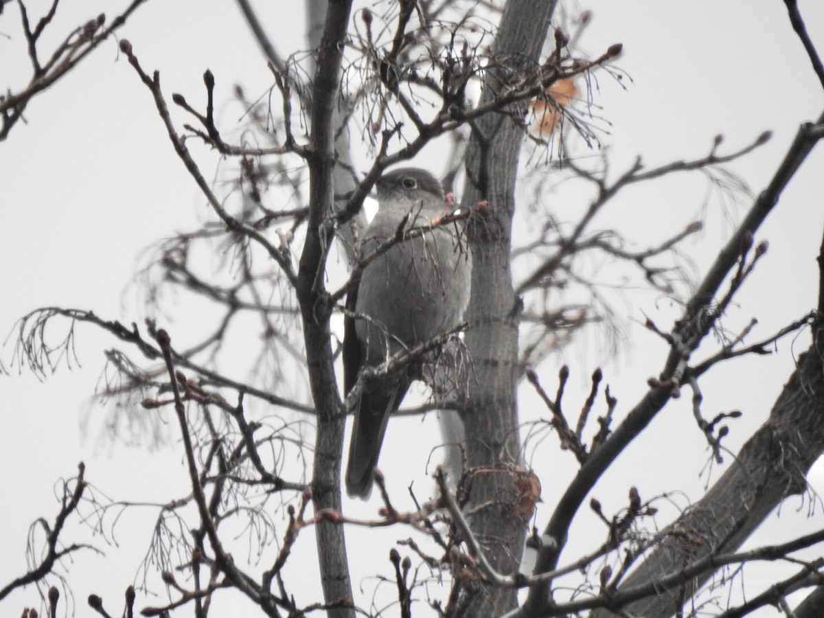 Townsend's Solitaire - ML214577931