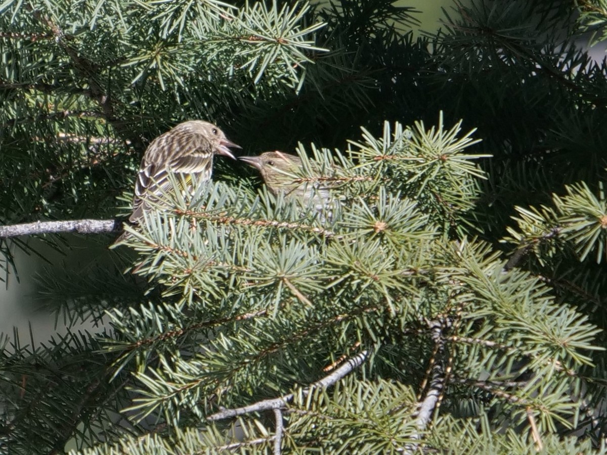 Pine Siskin - ML214579371