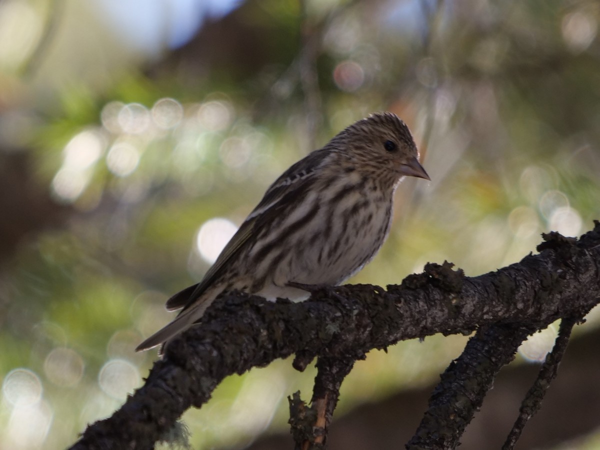 Pine Siskin - ML214579381