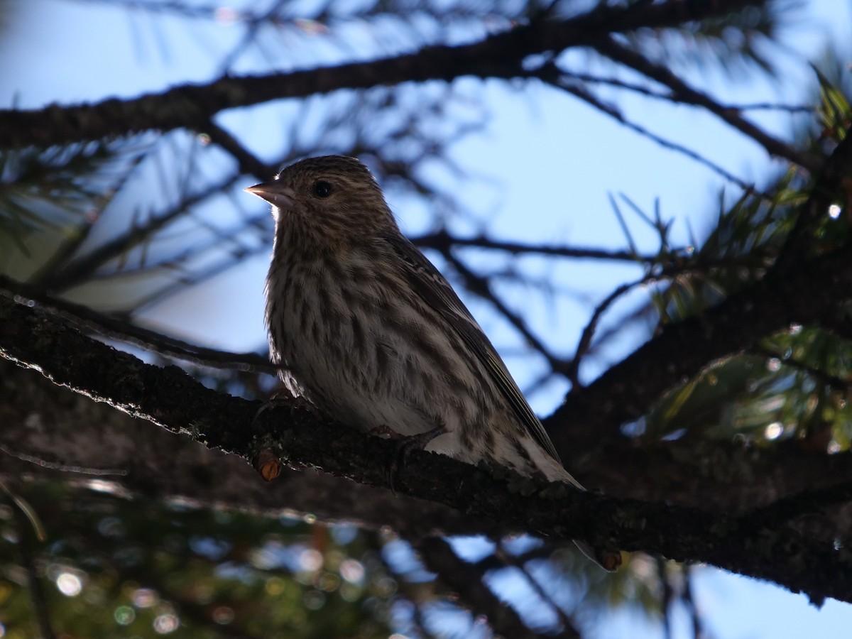Pine Siskin - ML214579391
