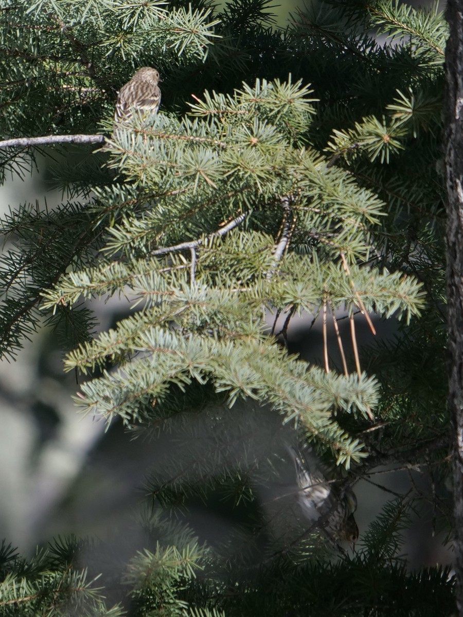 Pine Siskin - ML214579401