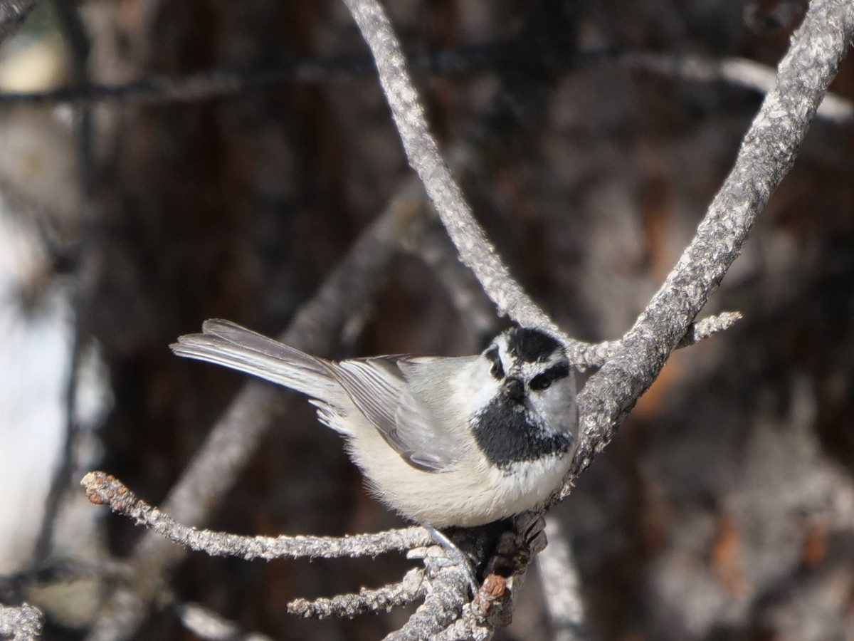 Mountain Chickadee - ML214579571