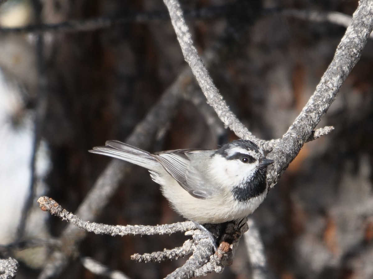 Mountain Chickadee - ML214579591