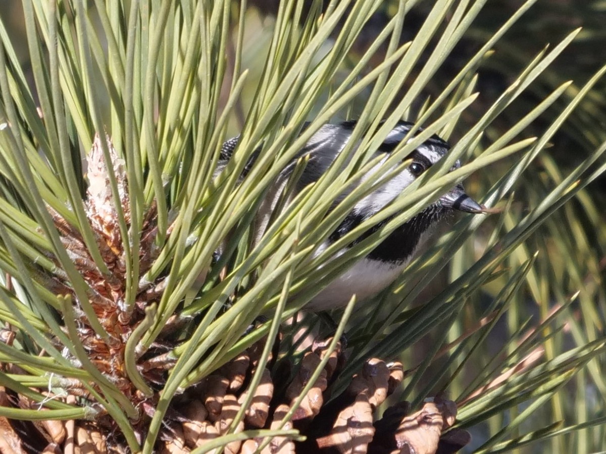 Mountain Chickadee - ML214579601