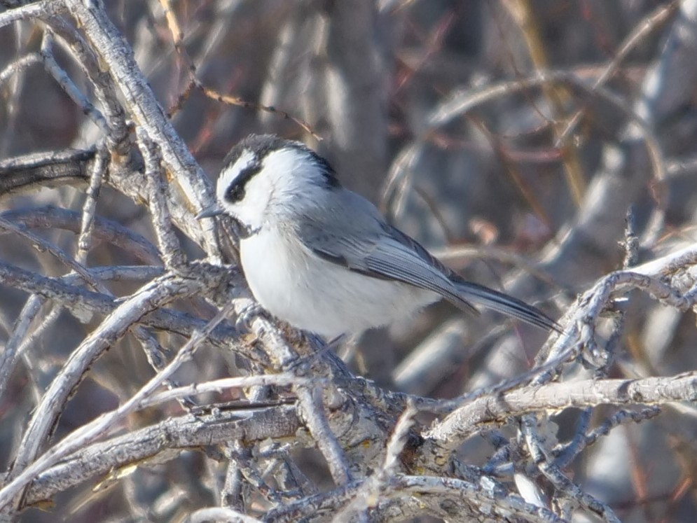 Mountain Chickadee - ML214579611