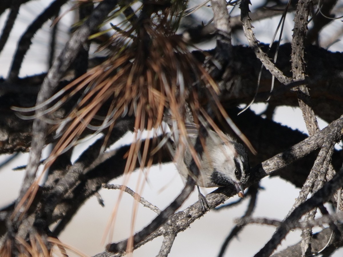 Mountain Chickadee - ML214579621