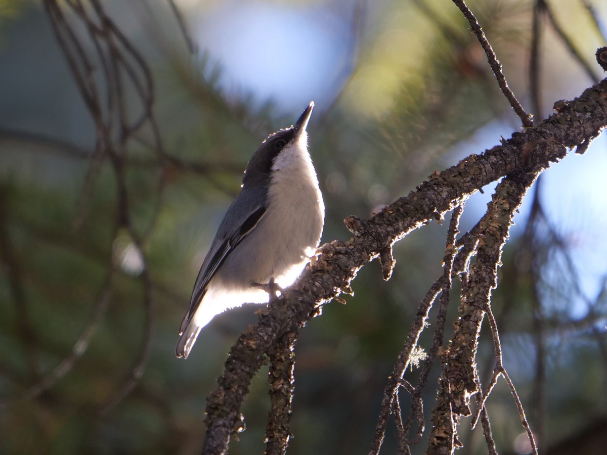 Pygmy Nuthatch - ML214579631