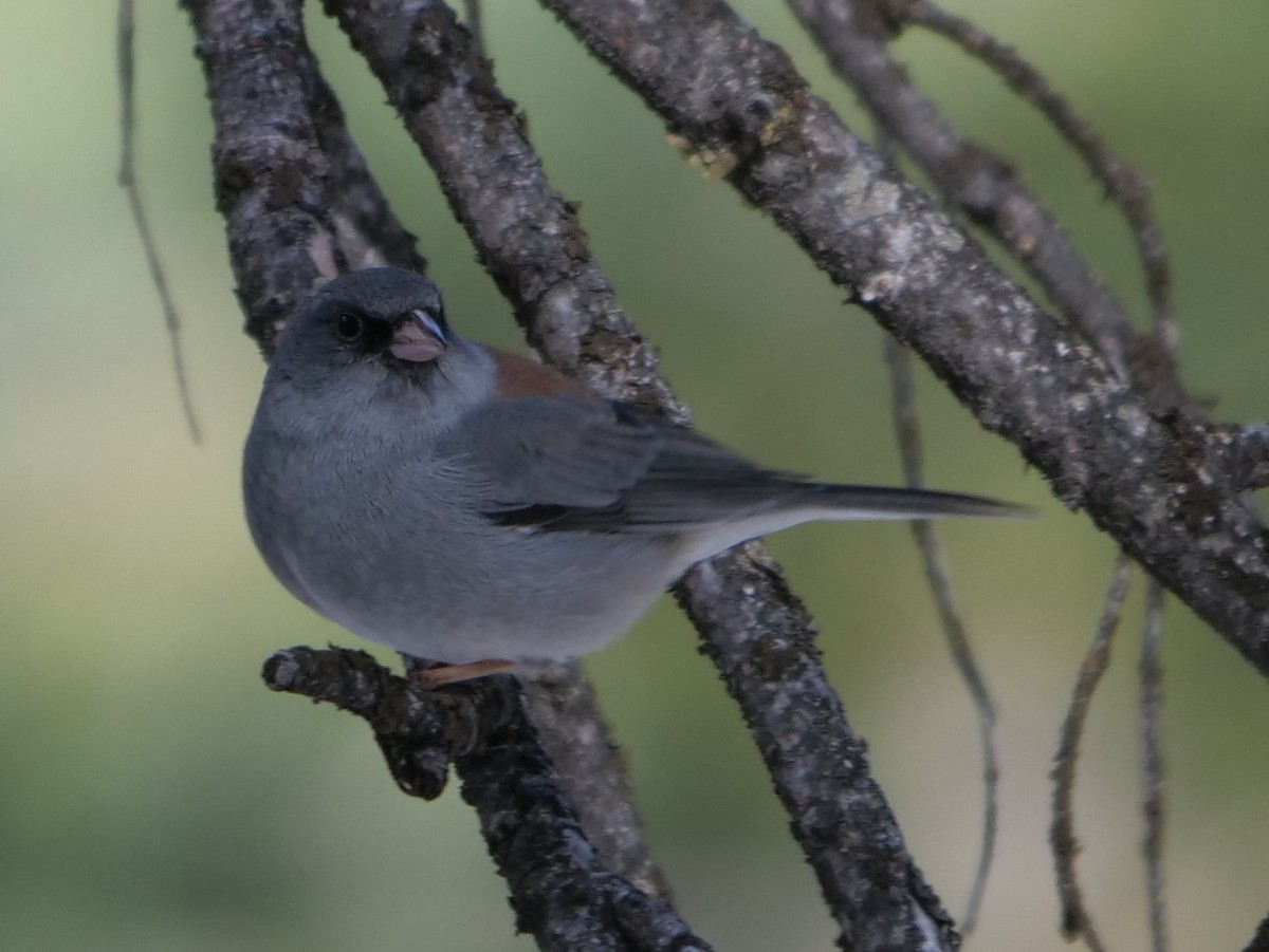 Dark-eyed Junco - ML214579651