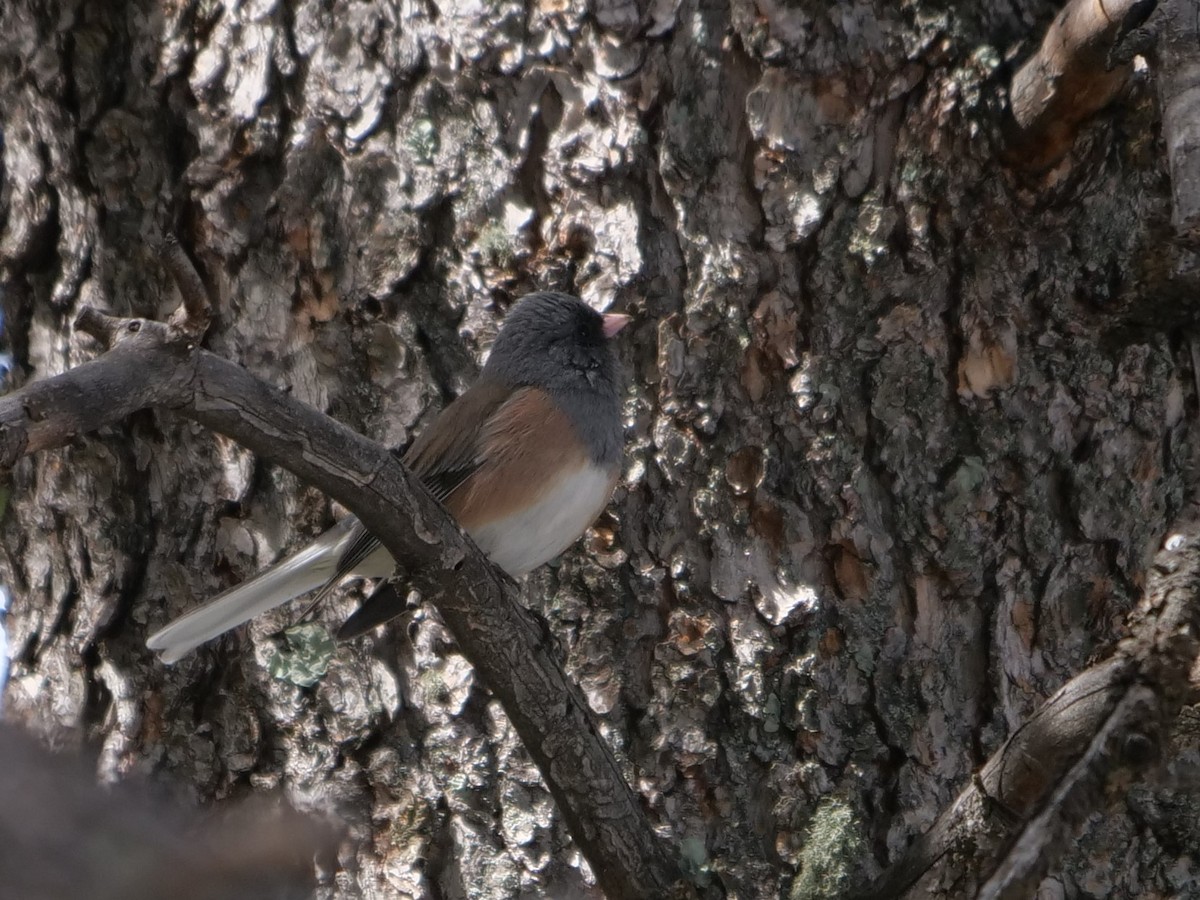 Dark-eyed Junco - ML214579661