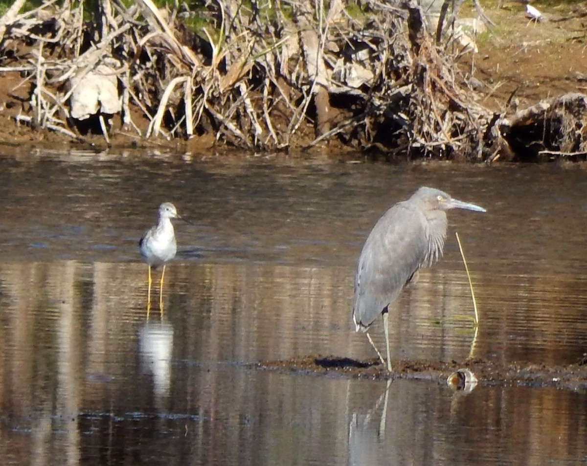 Reddish Egret - Eric Hough