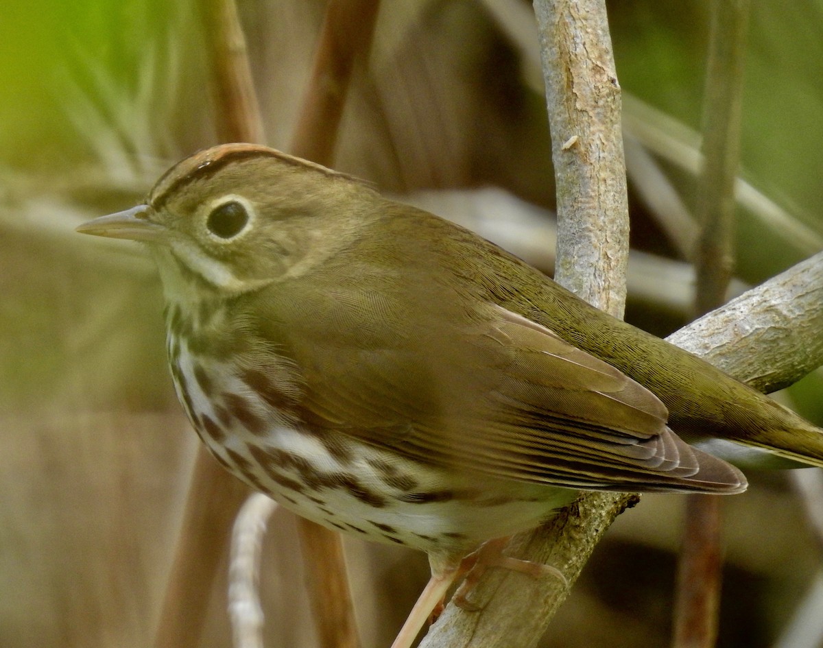 Ovenbird - Van Remsen