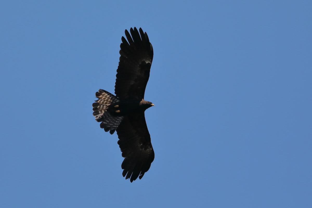 Black Eagle - ML214580551