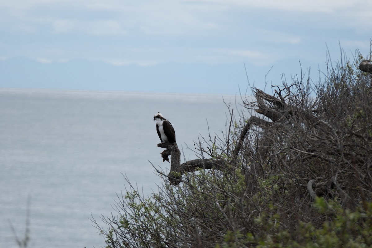 Osprey - Isabelle Reddy